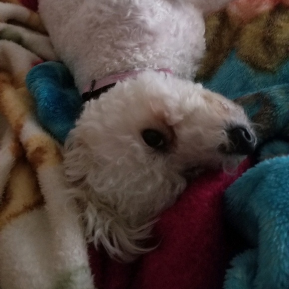 Meet your Posher, Monica - Picture 1 of 1